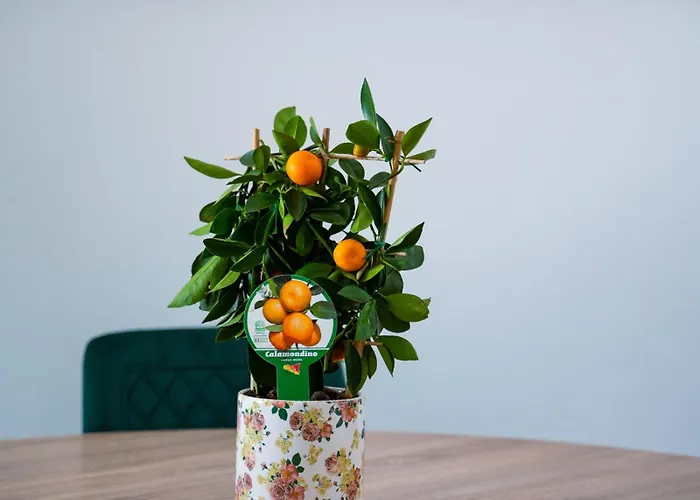 Terminal Sud 住宿加早餐酒店 巴里